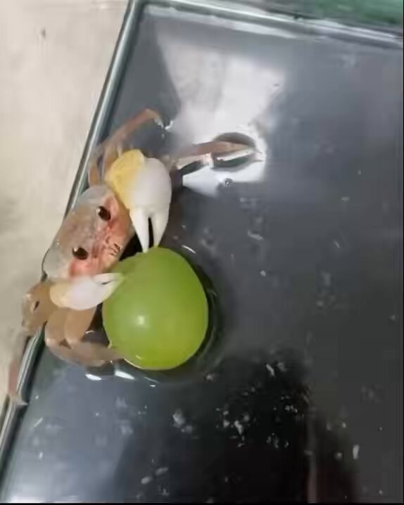 Small crab with grape