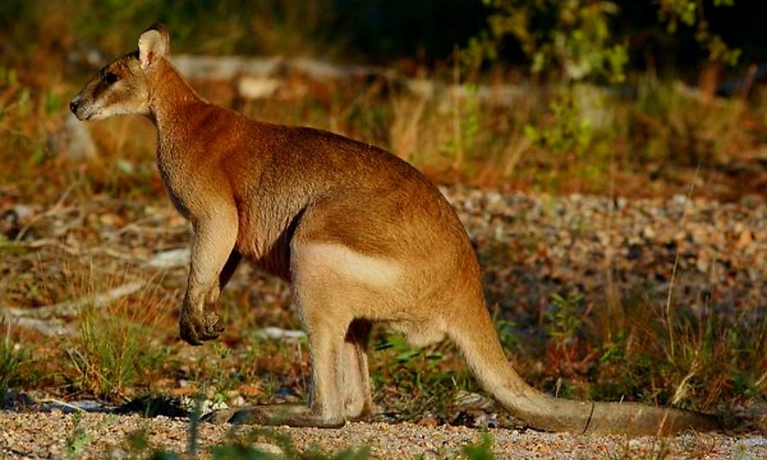 Agile Wallaby northern Australia