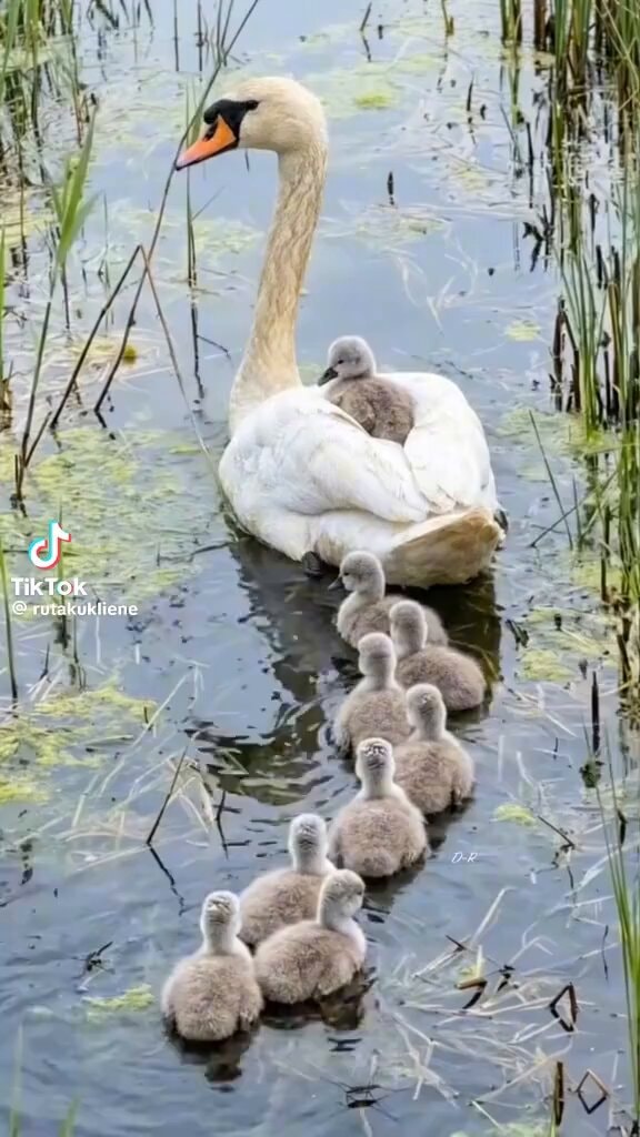 mother swan leading cygnets