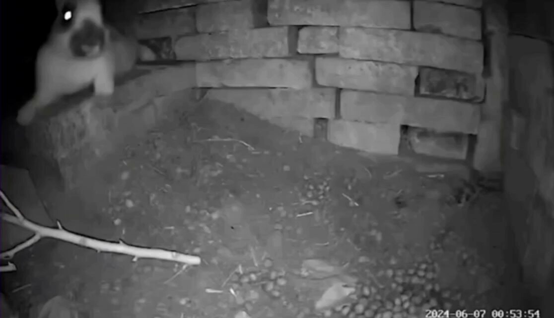 Mother rabbit hides her kits