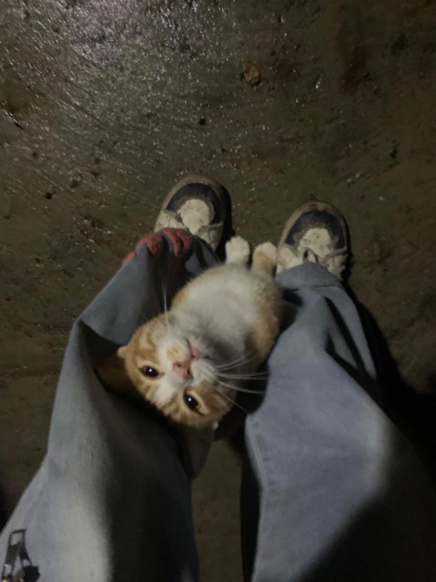 Ginger cat between legs at night Ginger cat between legs at night