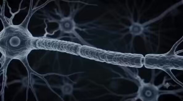 neuron axon myelin sheath dendrites