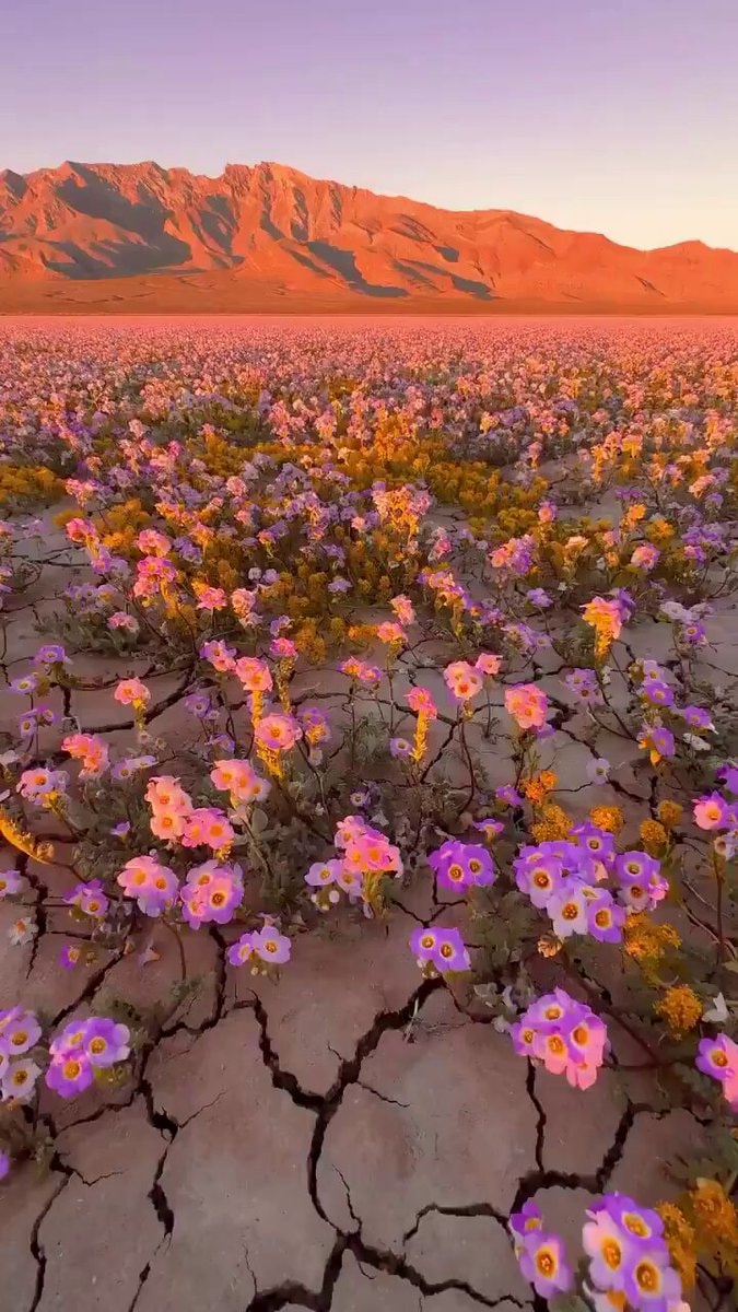 Death Valley superbloom after record rain