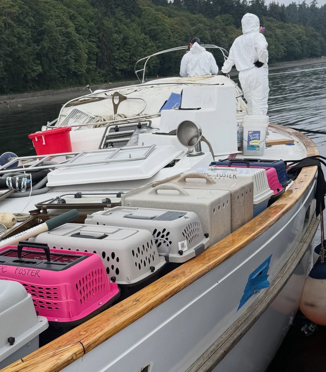 Washington ghost ship cat rescue (photo 2 of 2) Washington ghost ship cat rescue (photo 2 of 2)