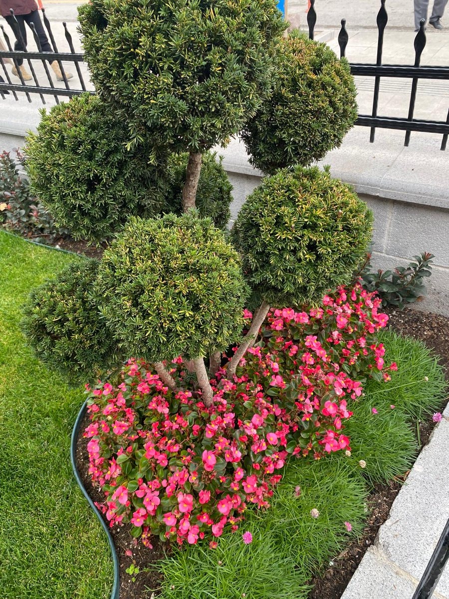 topiary tree with pink flowers