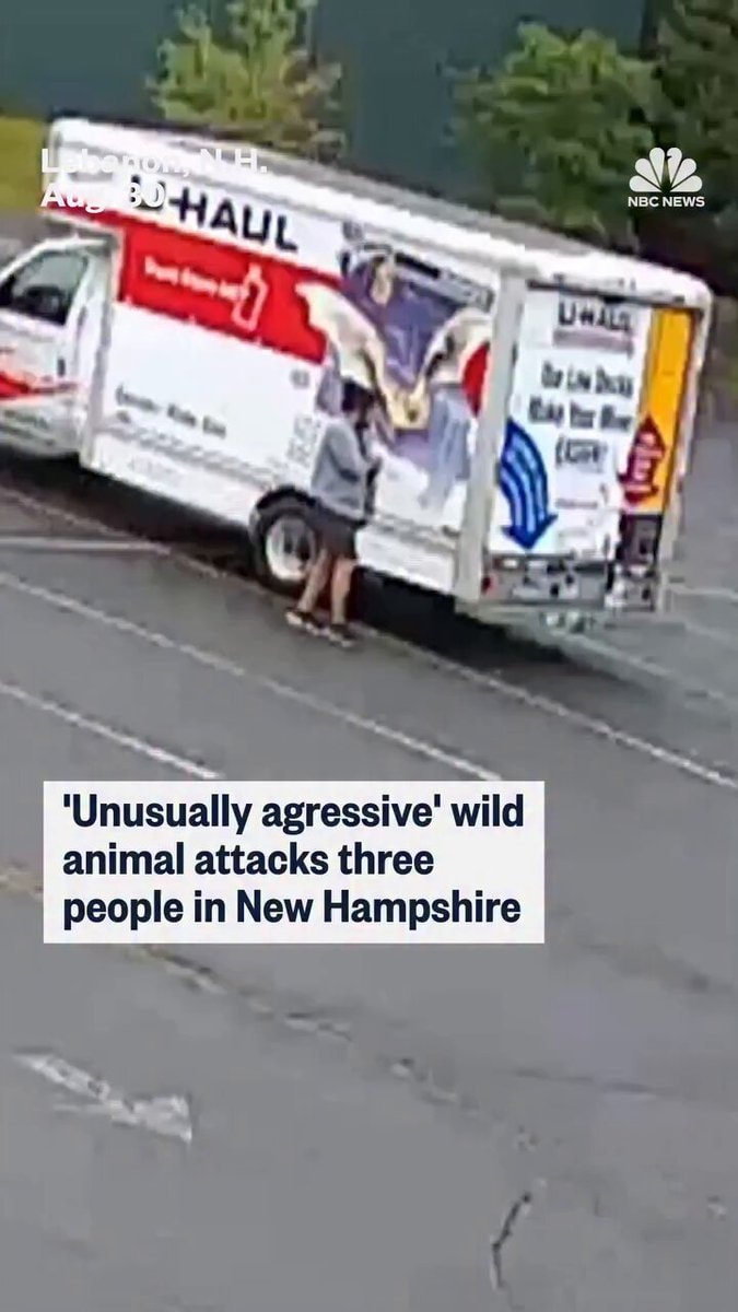 New Hampshire wild animal attacks