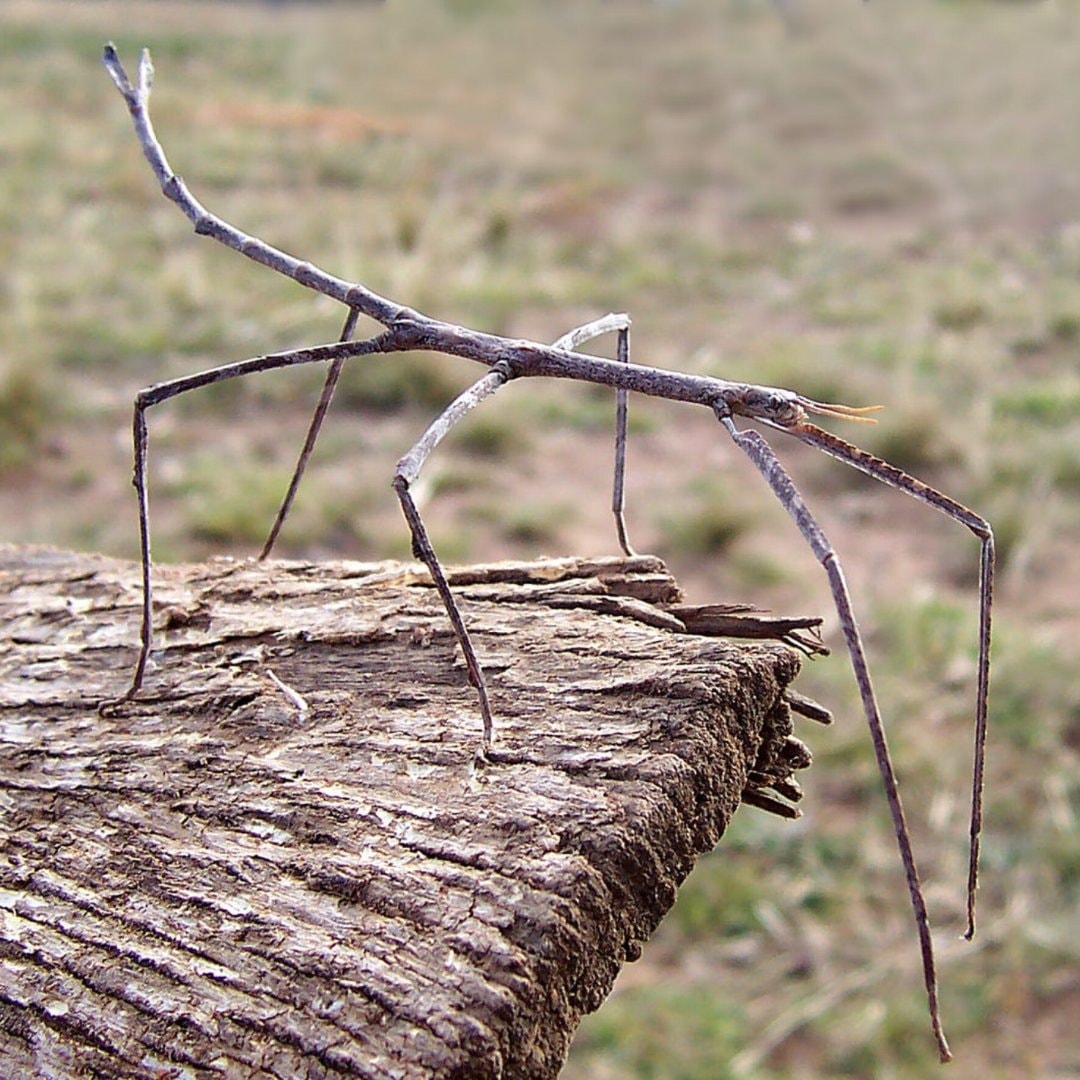 six-legged robot stick insect