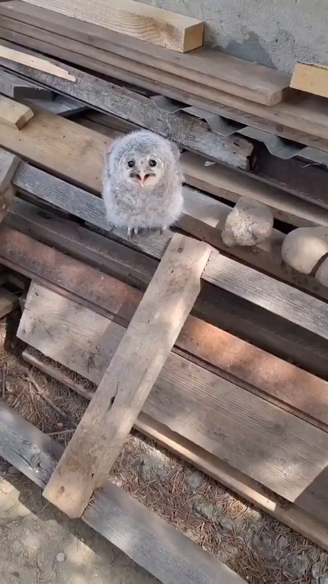 baby owl
