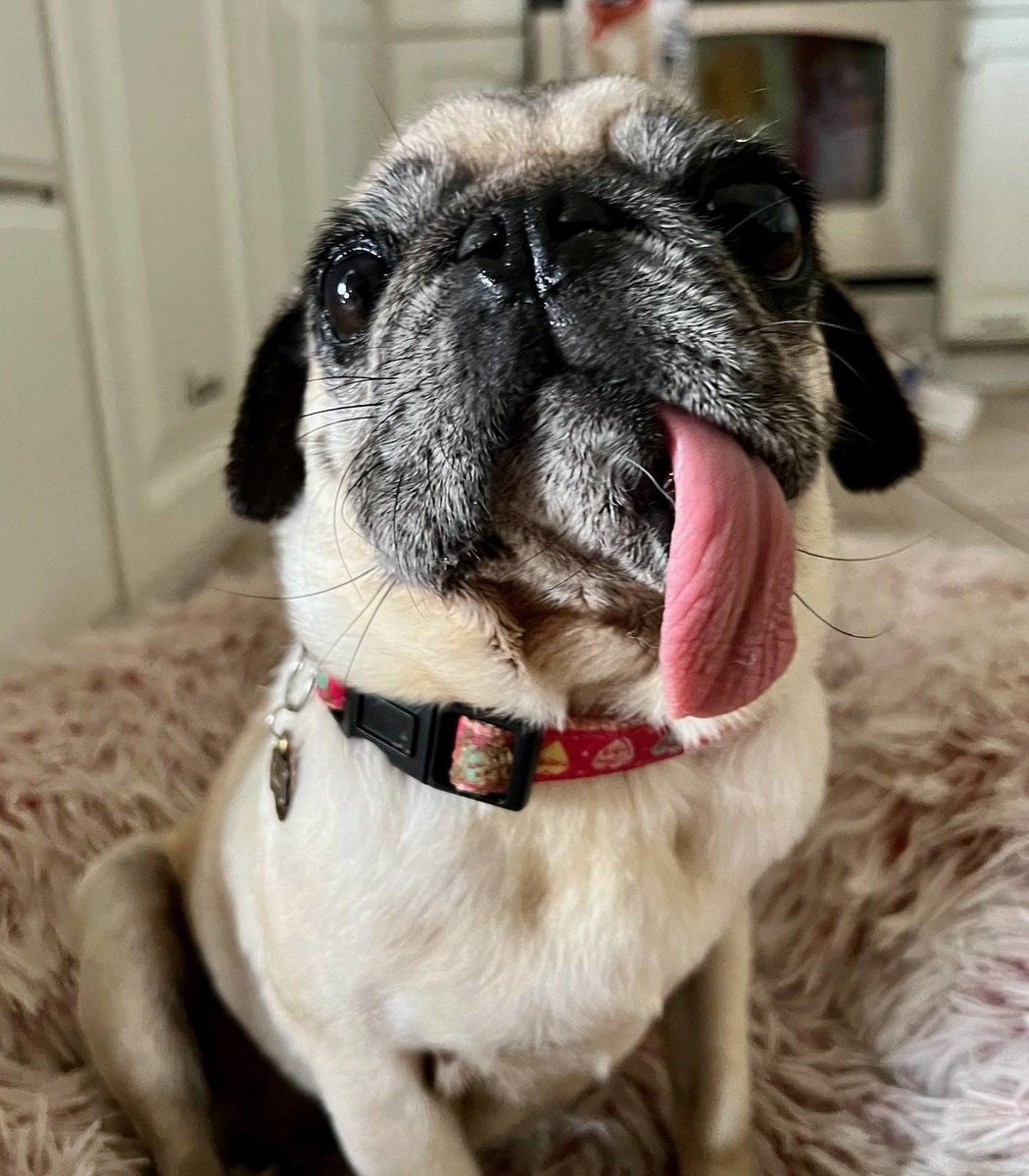 Jinny Lu wins 2026 World's Ugliest Dog