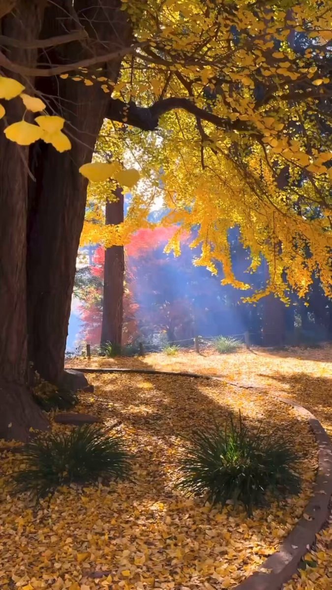 Ancient ginkgo at Sairenji Temple