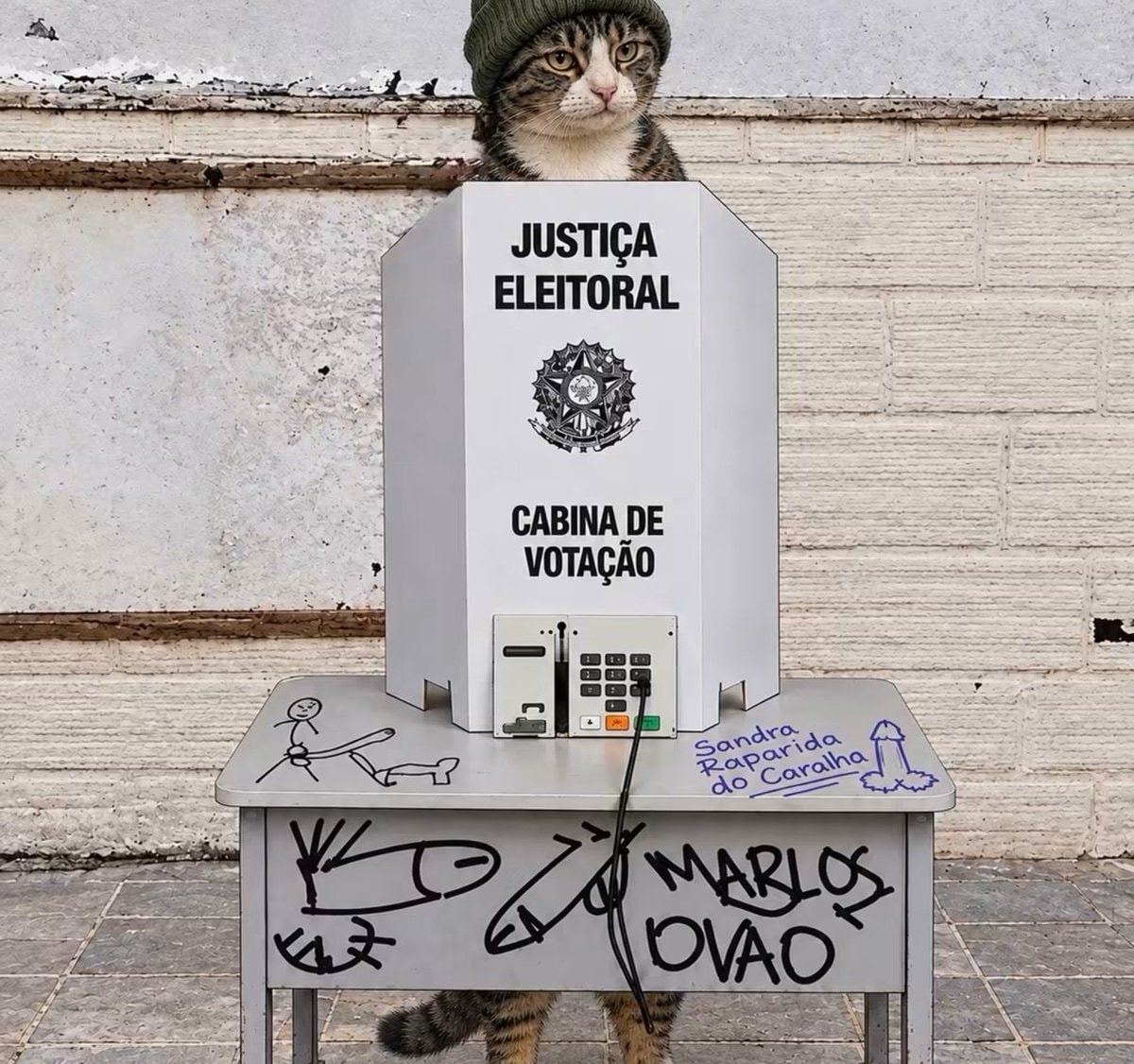 cat voting booth
