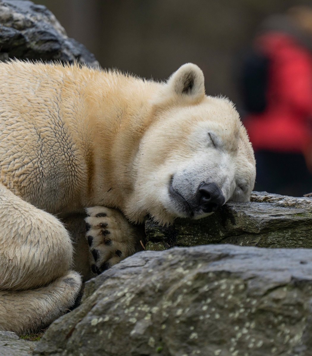 Norway polar bear foghorn prank fine (photo 1 of 2)
