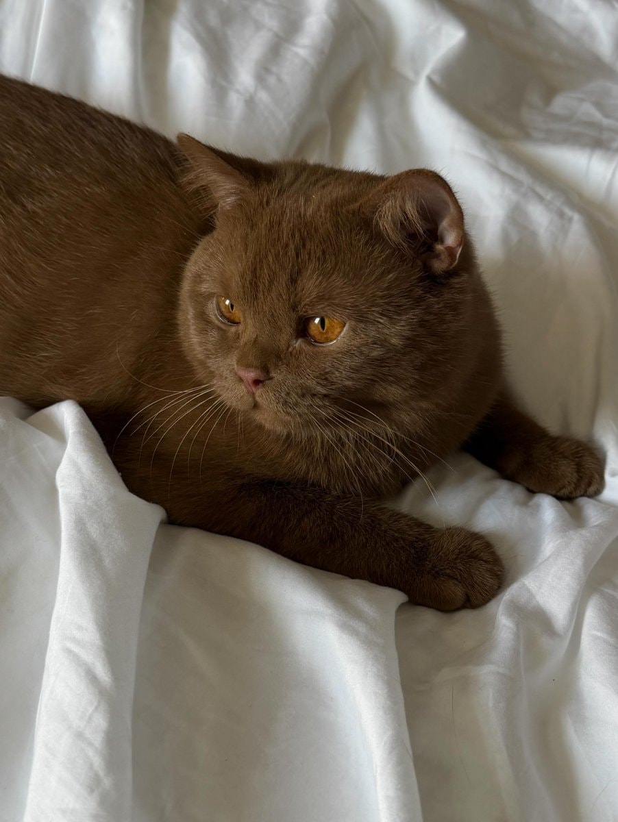 fluffy brown cat with amber eyes (photo 1 of 3) fluffy brown cat with amber eyes (photo 1 of 3)