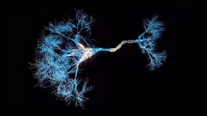 neuron neuroplasticity superhighway