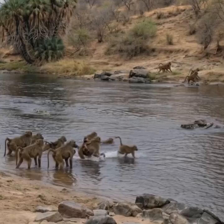 Baboons crossing river with crocodiles