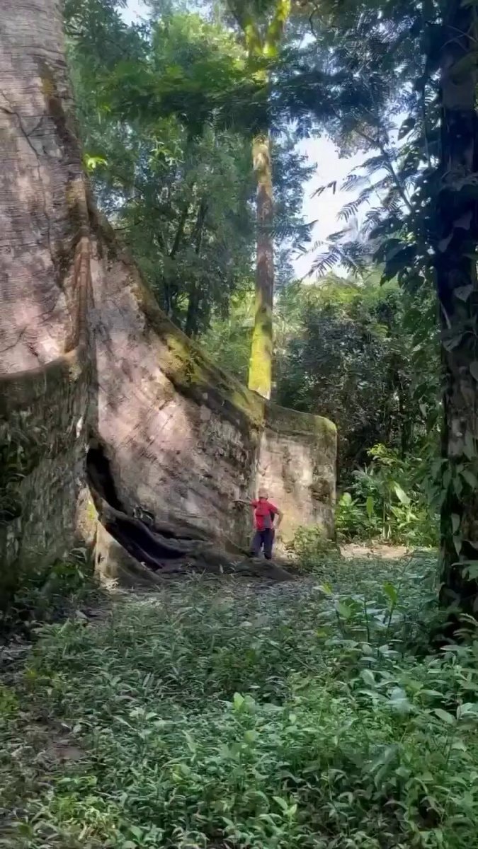 Amazon Sumaúma tree towering above canopy