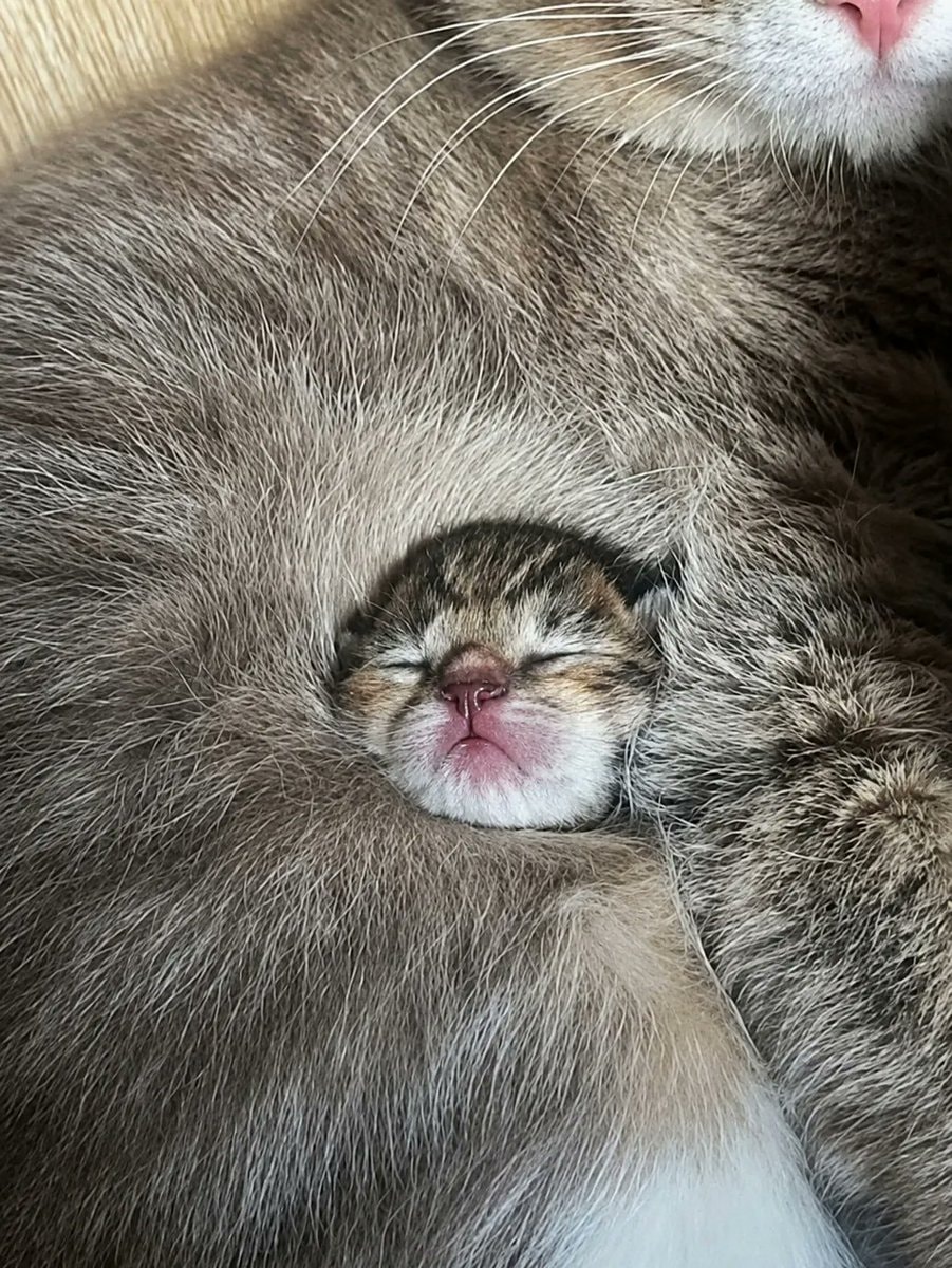 mother cat and kitten (photo 2 of 2)