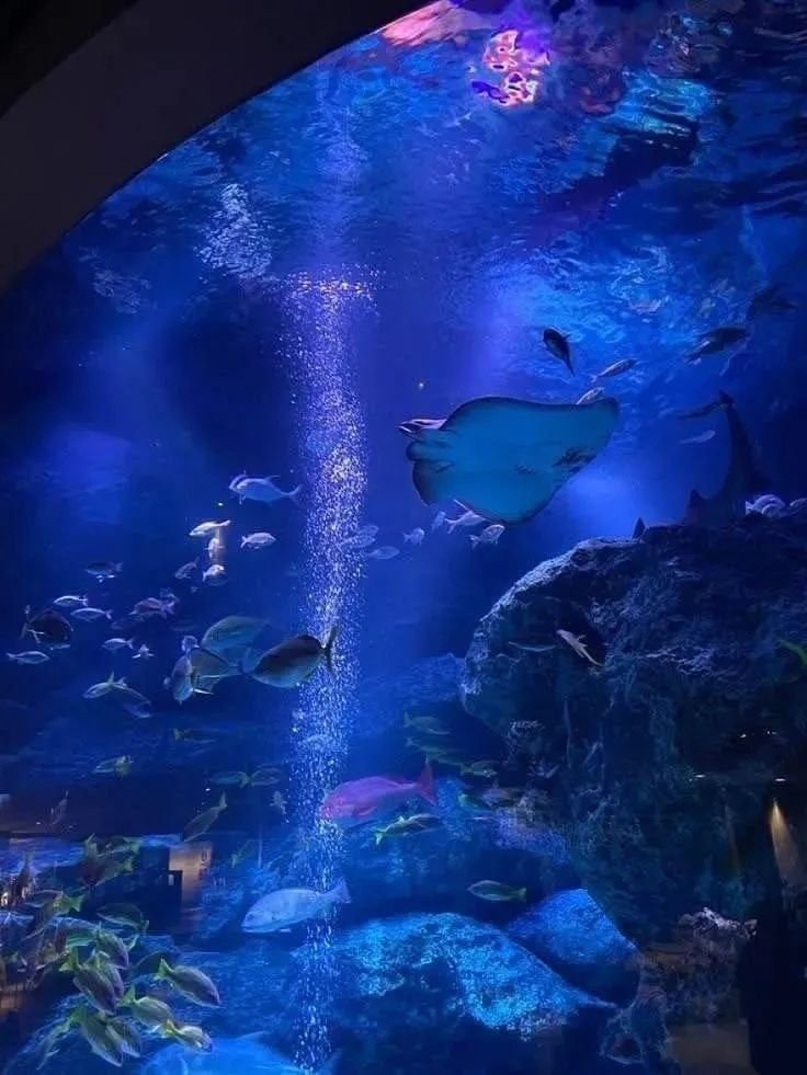 aquarium date with sharks (photo 2 of 2)