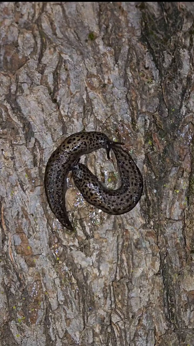Spotted slugs mating with thank you audio
