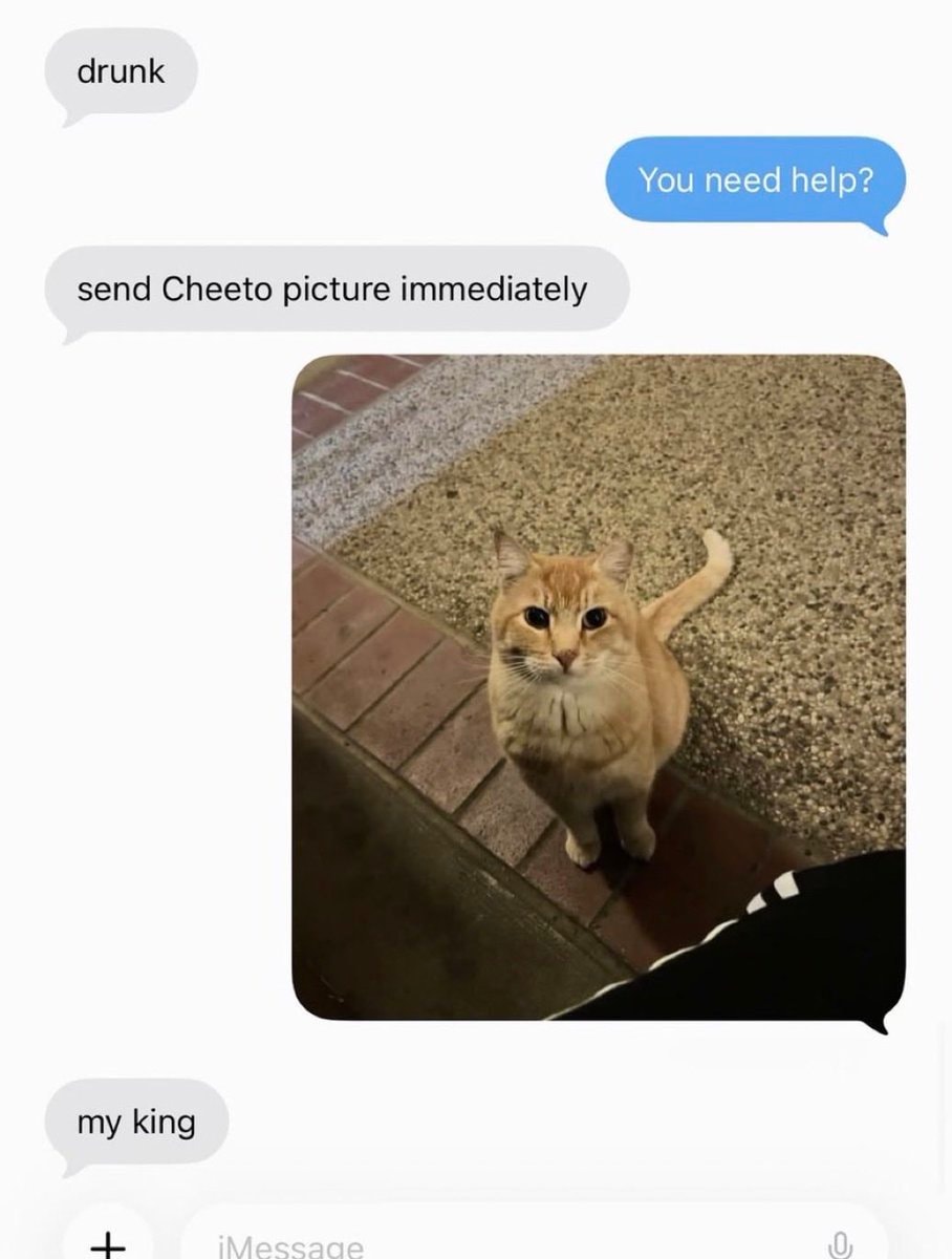 ginger cat meme text conversation