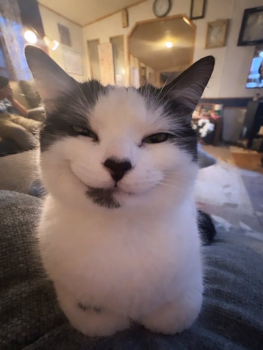Black and white cat smirking (photo 2 of 2)