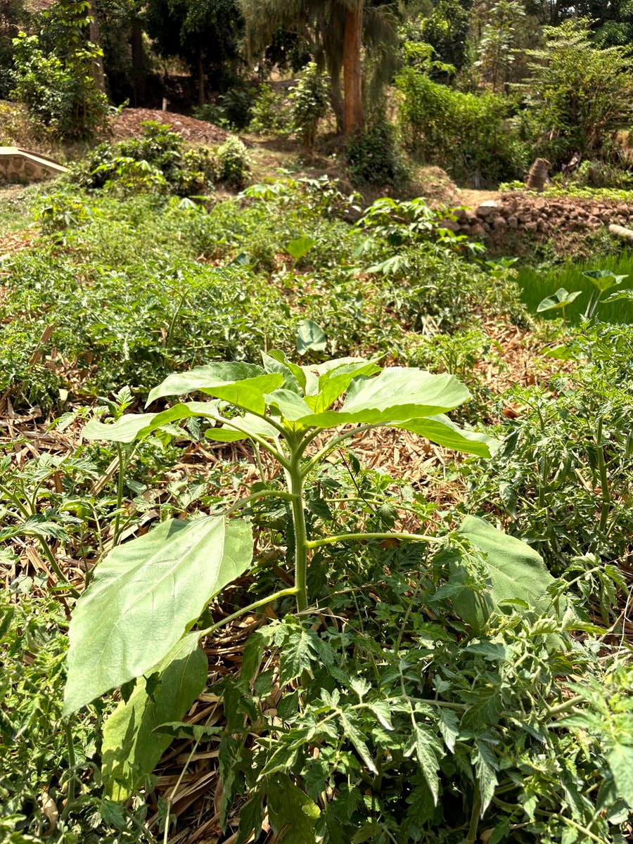 young sunflower plant (photo 2 of 2)