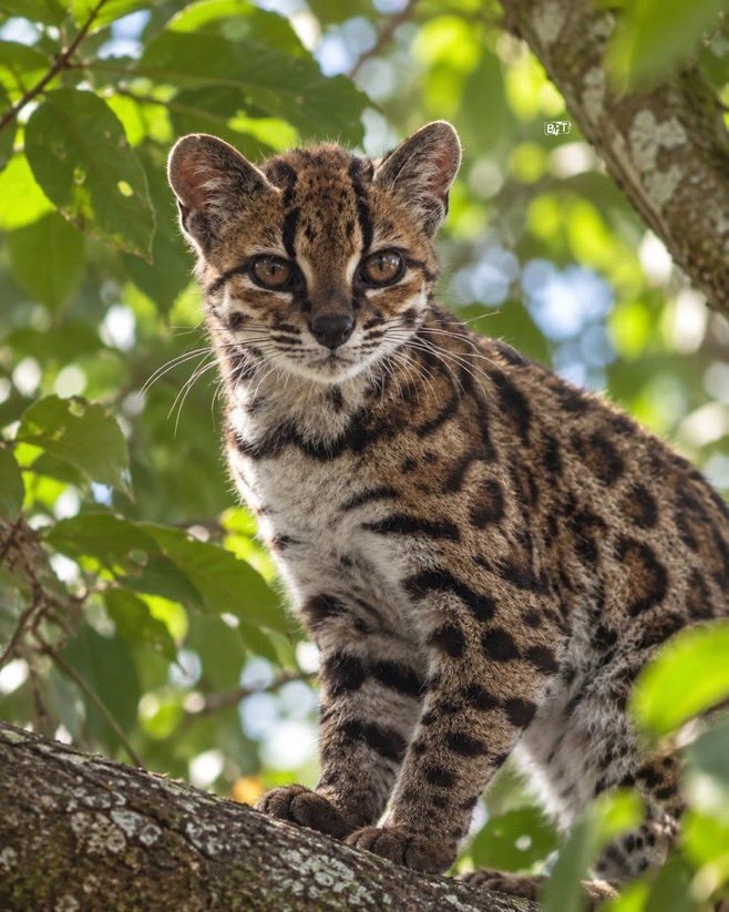 Leopardus tilcayo spotted in Bolivia