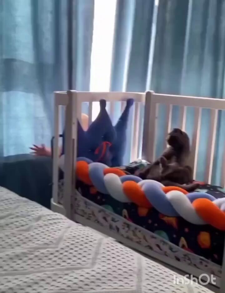 cat avoiding baby