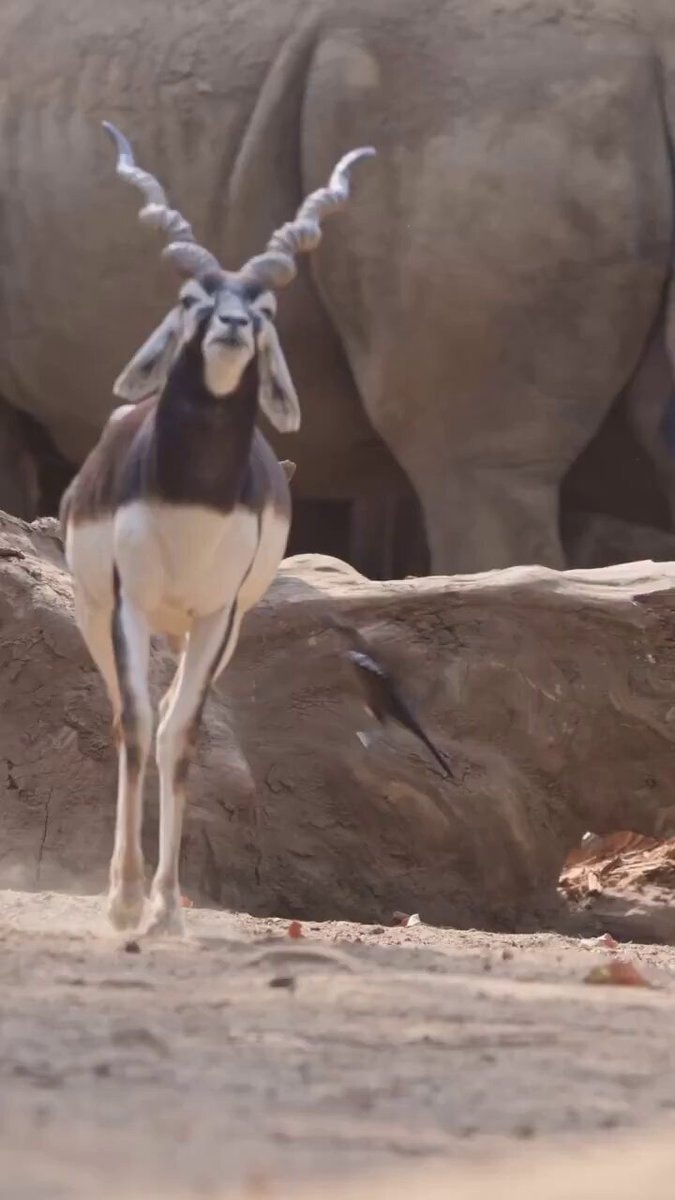 Blackbuck antelope mating walk
