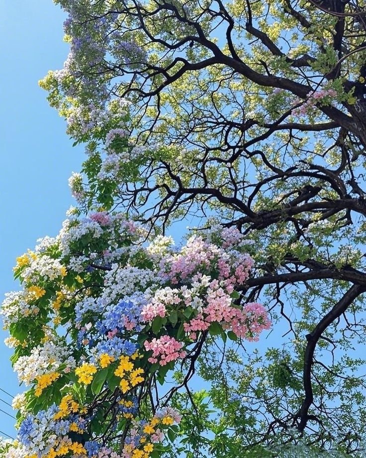pink blossom tree against blue sky (photo 2 of 3)