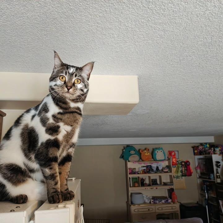 Cat on refrigerator (photo 3 of 3)