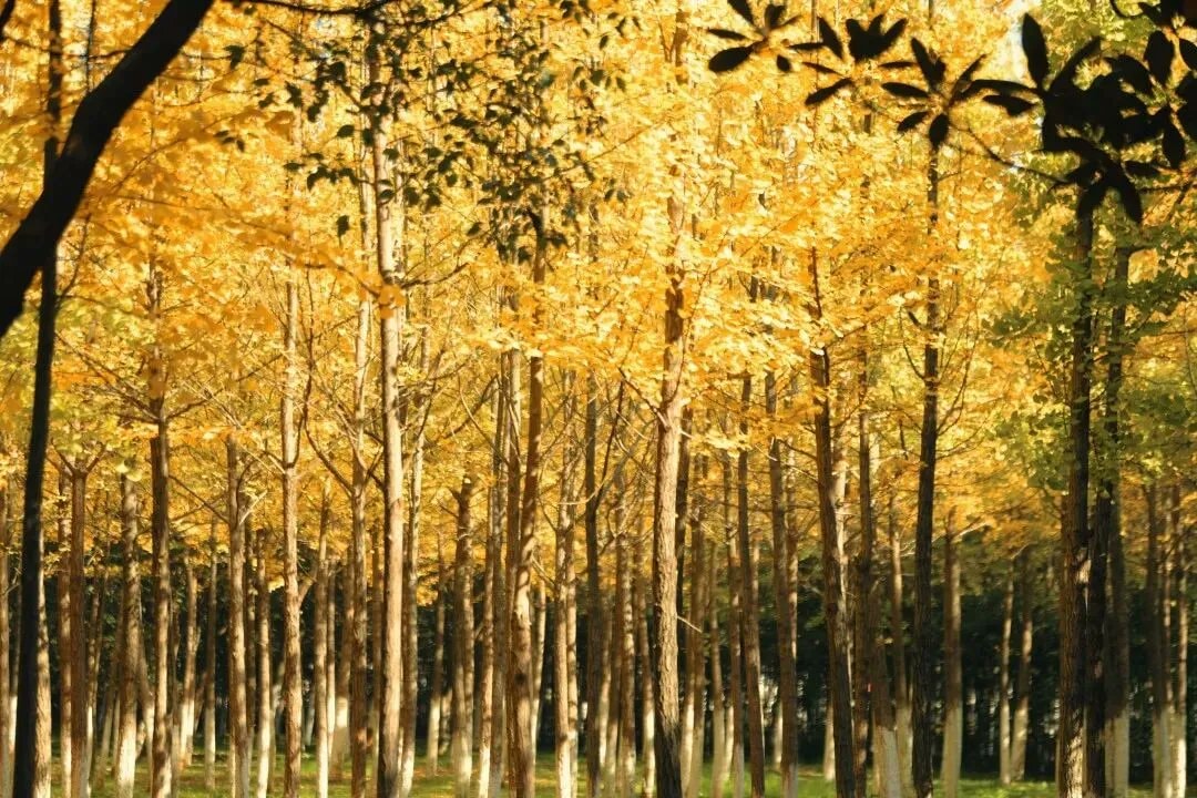 Jiangxi ginkgo season (photo 4 of 4) Jiangxi ginkgo season (photo 4 of 4)
