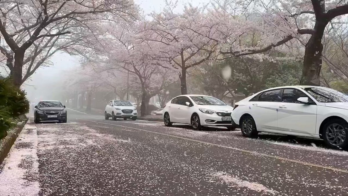 magical cherry blossom moment