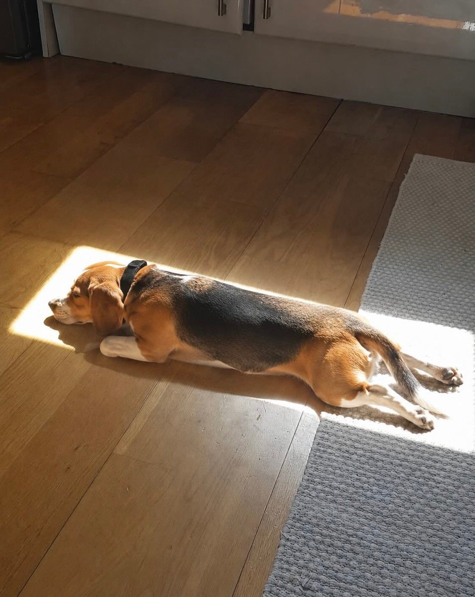 Artist's beagle sleeping in sun (photo 2 of 2)