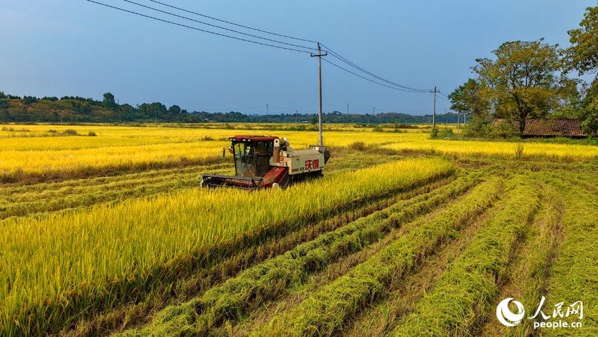 Yifeng rice harvest in Jiangxi