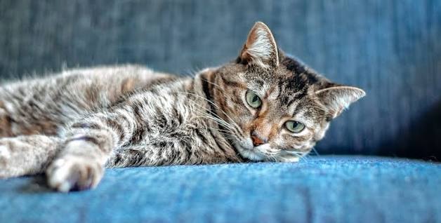 Tabby cat on blue couch