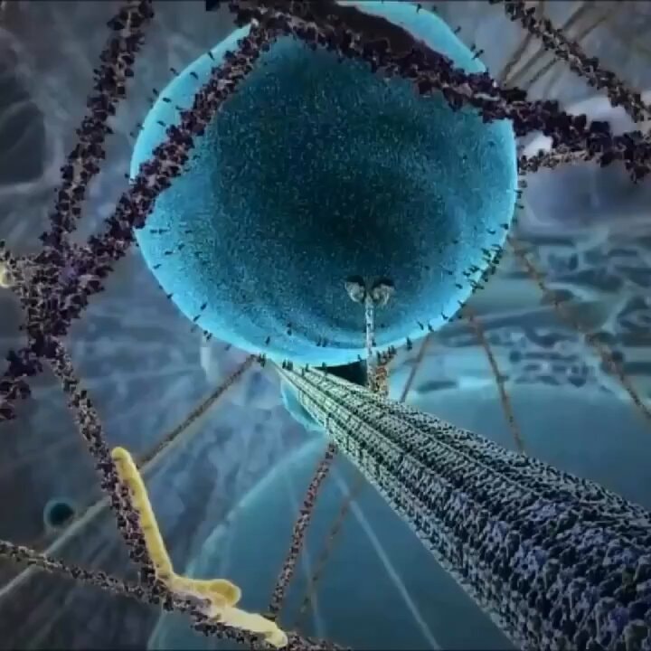 Kinesin hauling endorphin vesicle