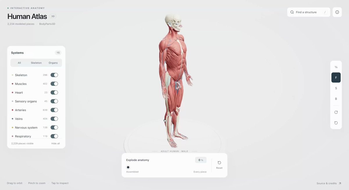 GPT-6 Astra 3D male anatomy site