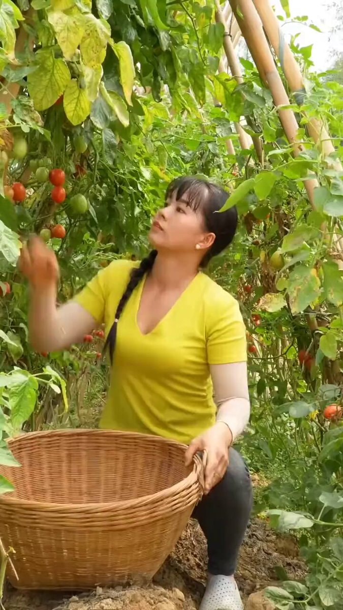 Woman picking tomatoes in garden Woman picking tomatoes in garden