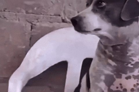dog reaction to Sanchez flop irony