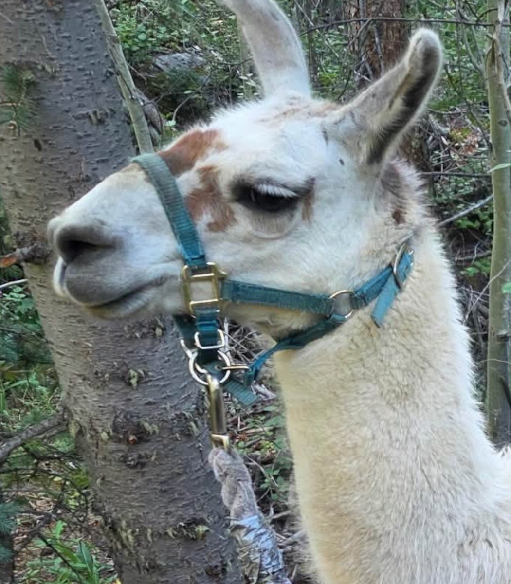 escaped llama Colorado mountains (photo 2 of 2)