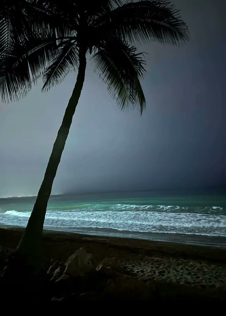 glowing palm trees night scene (photo 3 of 4)