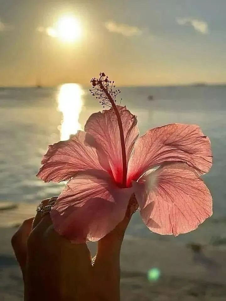 Pink Hibiscus at Sunset (photo 2 of 2)