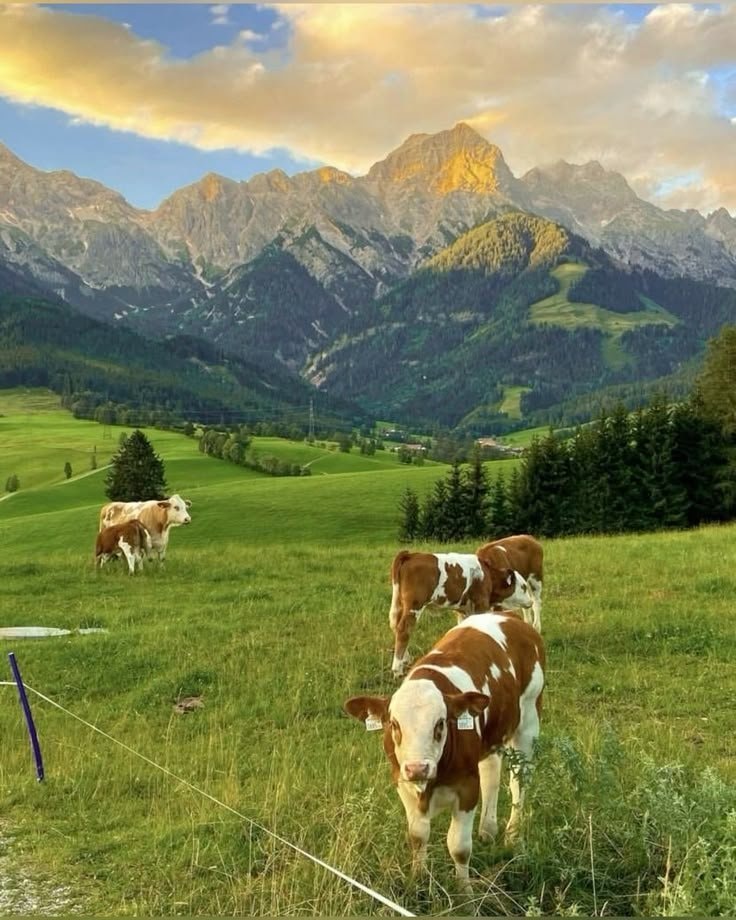 Austria countryside cows (photo 1 of 4)