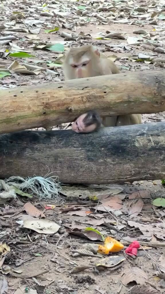 Monkey peeking over a log