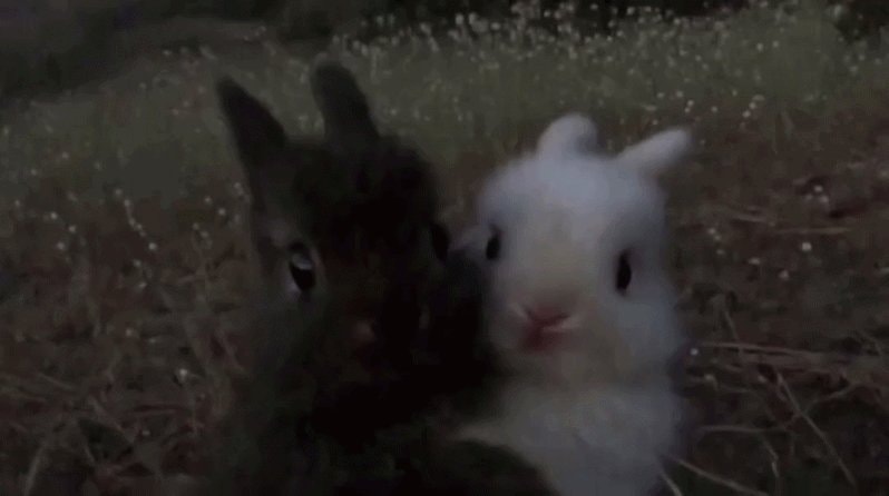 Baby bunnies huddled at dusk