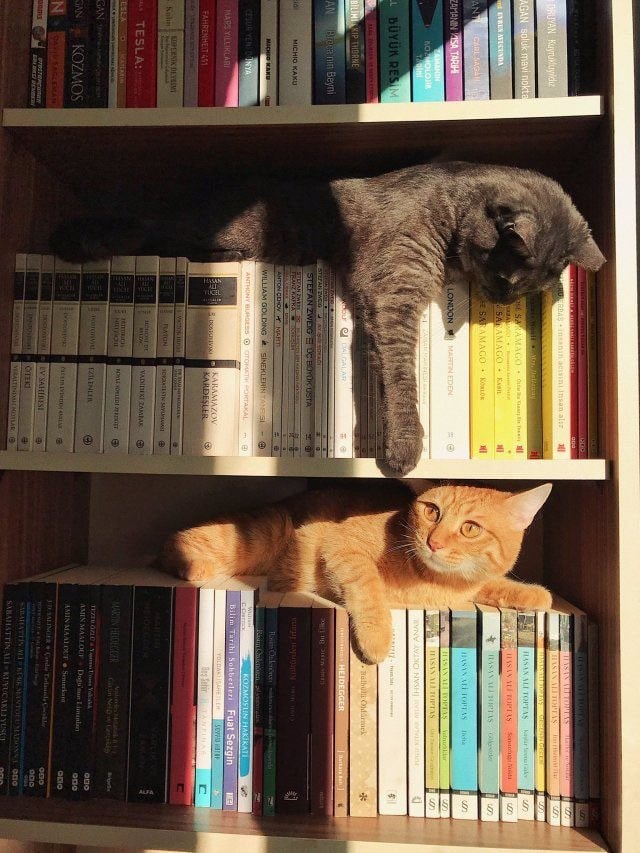 two cats lounging on bookshelves