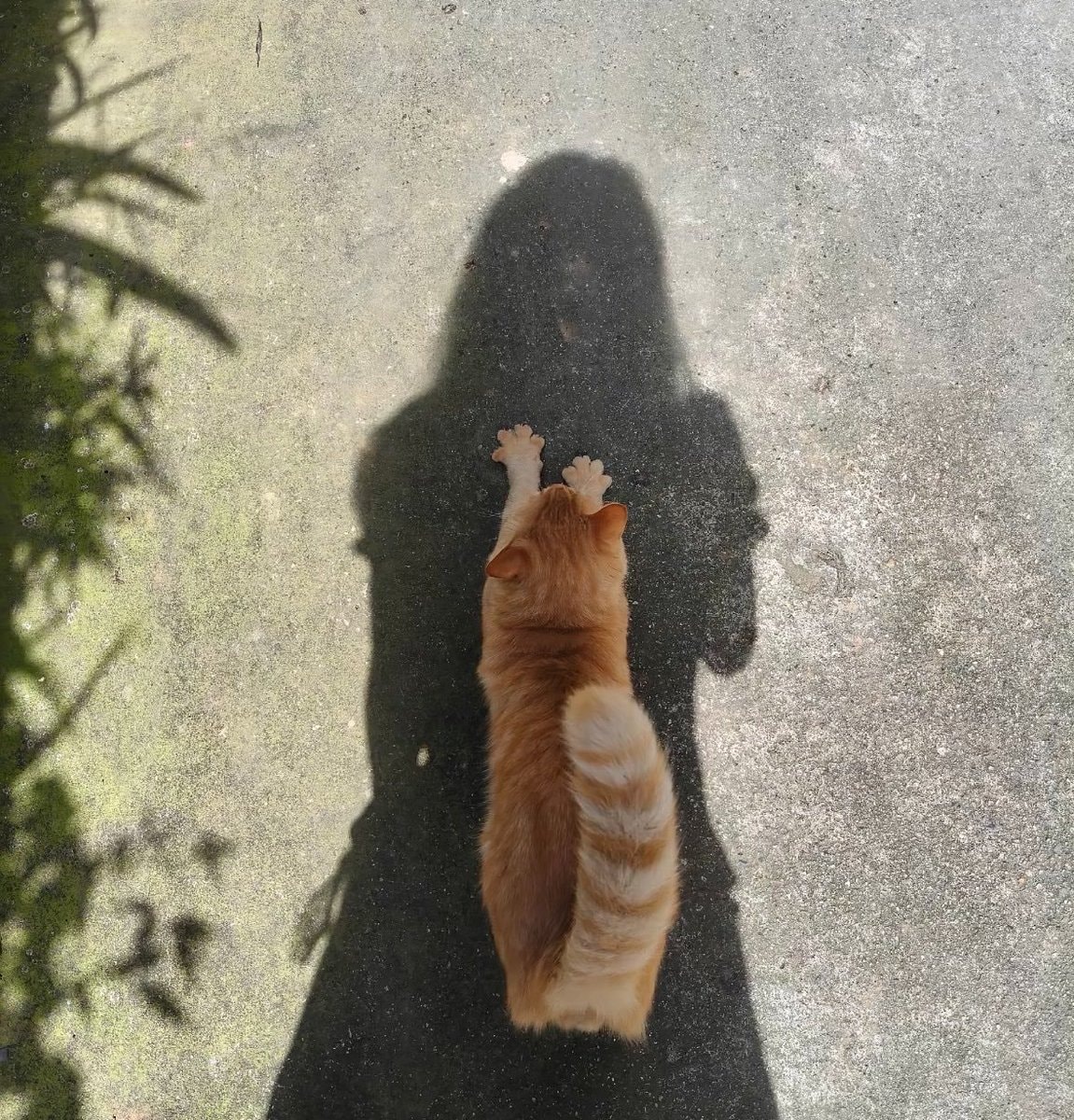 Orange cat reaching for a shadow