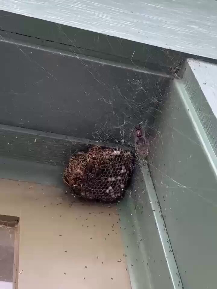 Spider traps wasps as ants raid larvae