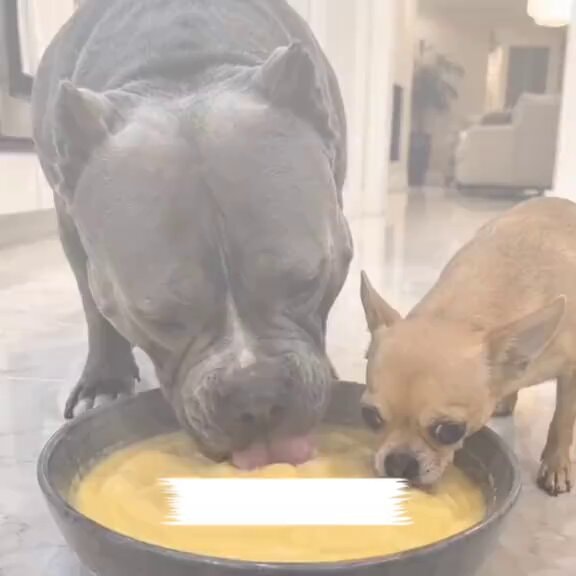 Dogs share a bowl of food